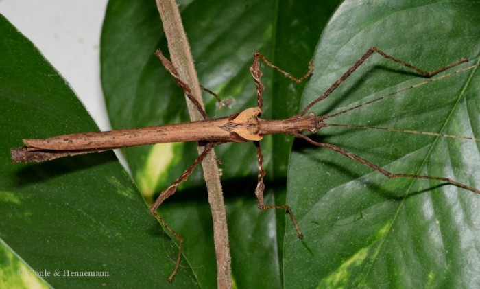 PSG 394 Pseudophasma lakini adult male